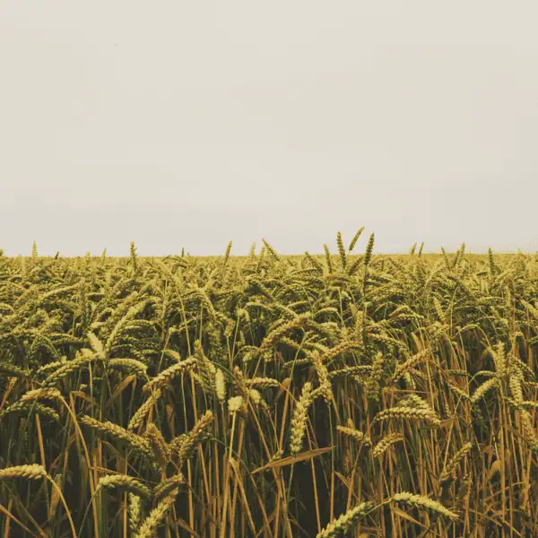 AI-Powered Yield Prediction