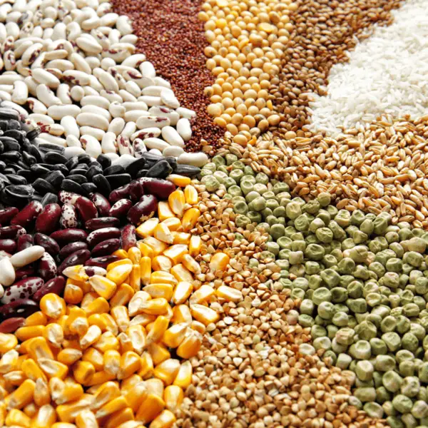 Cereal Crops (Rice, Wheat, Corn)