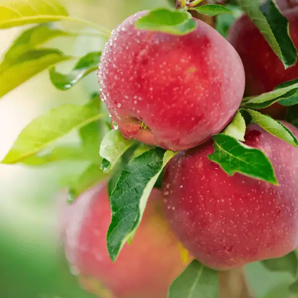Fruit Orchards (Mango, Apple, Citrus)