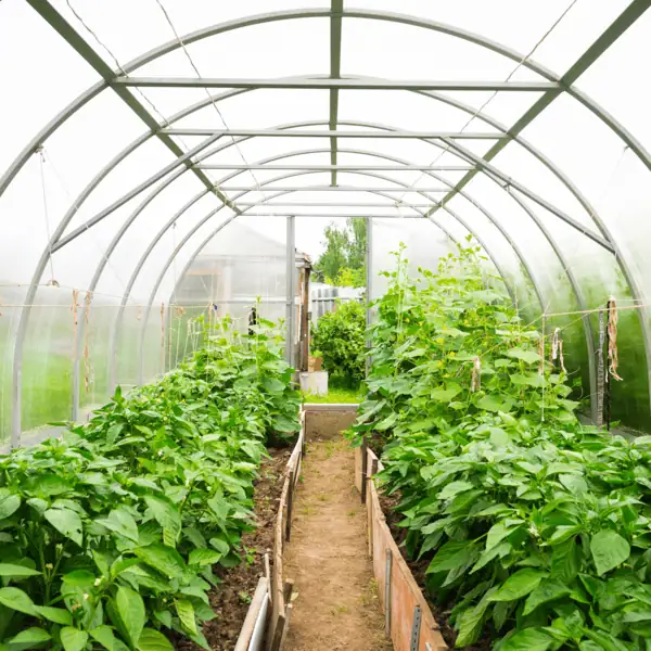 Greenhouse & Polyhouse