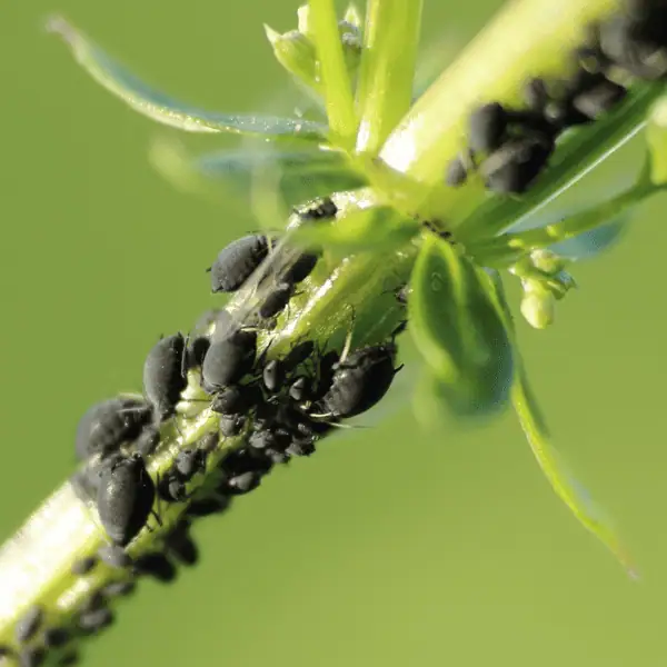 Integrated Pest & Disease Control