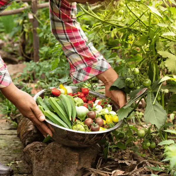 Vegetable Farming (Tomato, Potato, Onion)